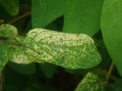 Rhopalomyzus
