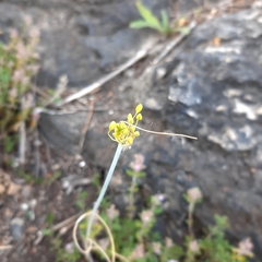 Allium flavum