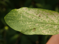 Rhopalomyzus