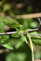 Crusea longiflora