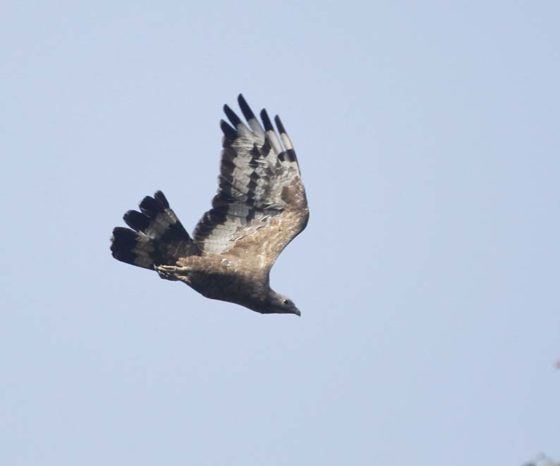 Oriental Honey Buzzard