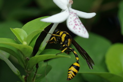 Phimenes flavopictus flavopictus