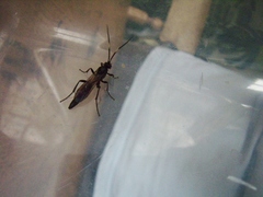 Stenichneumon culpator