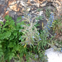 Echium vulgare