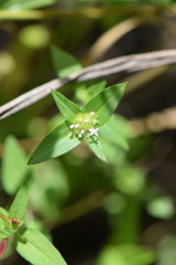 Crusea longiflora