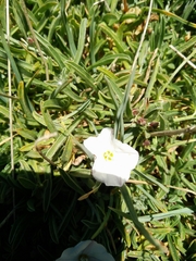 Convolvulus libanoticus