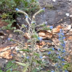 Echium vulgare