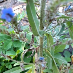Echium vulgare