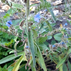 Echium vulgare