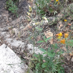 Silene latifolia