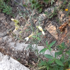 Silene latifolia