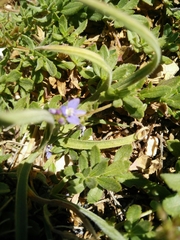 Veronica orientalis