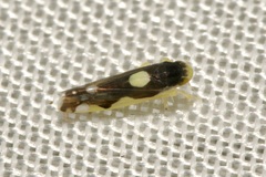 Eupteryx vittata