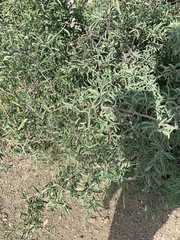 Ximenia americana microphylla