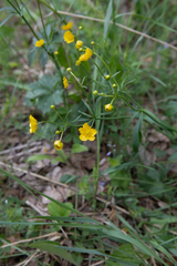 Ranunculus propinquus
