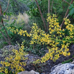 Koelreuteria paniculata