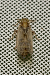 Dicranotropis hamata