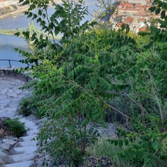 Koelreuteria paniculata