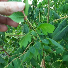 Koelreuteria paniculata