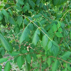 Koelreuteria paniculata