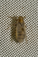 Dicranotropis hamata