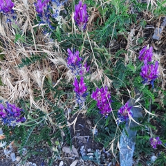 Astragalus onobrychis
