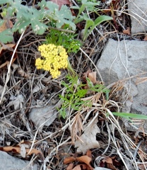 Cymopterus lemmonii