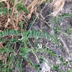 Astragalus onobrychis