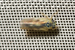 Macrosteles variatus