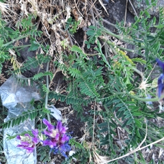Astragalus onobrychis