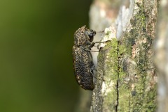 Lichenophanes bicornis