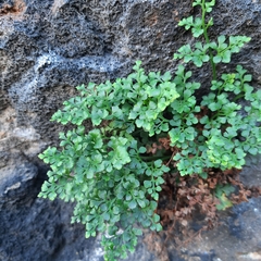 Asplenium ruta-muraria