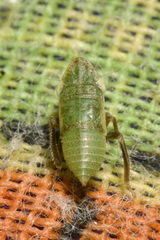 Aphrodes makarovi