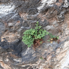 Asplenium ruta-muraria