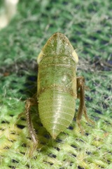 Aphrodes makarovi