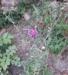 Centaurea scabiosa