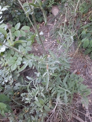 Centaurea scabiosa
