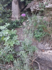 Centaurea scabiosa