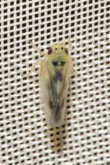 Macrosteles variatus