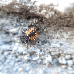 Harmonia axyridis
