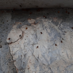 Harmonia axyridis