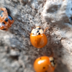 Harmonia axyridis