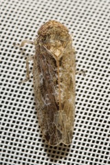 Allygidius atomarius