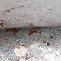 Harmonia axyridis