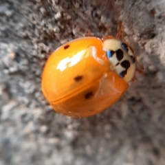Harmonia axyridis