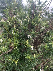 Turraea obtusifolia