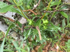 Turraea obtusifolia