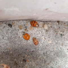 Harmonia axyridis