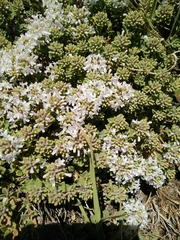 Ziziphora clinopodioides