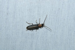Oxycopis